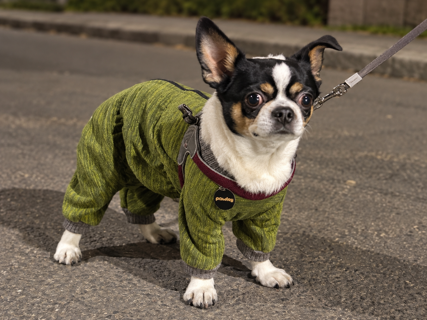 Собака в зелёном комбинезоне с жетоном pawley